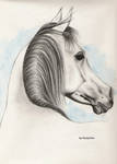 Arabian horse 1 by kizzychan