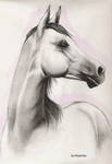 Arabian horse 2 by kizzychan