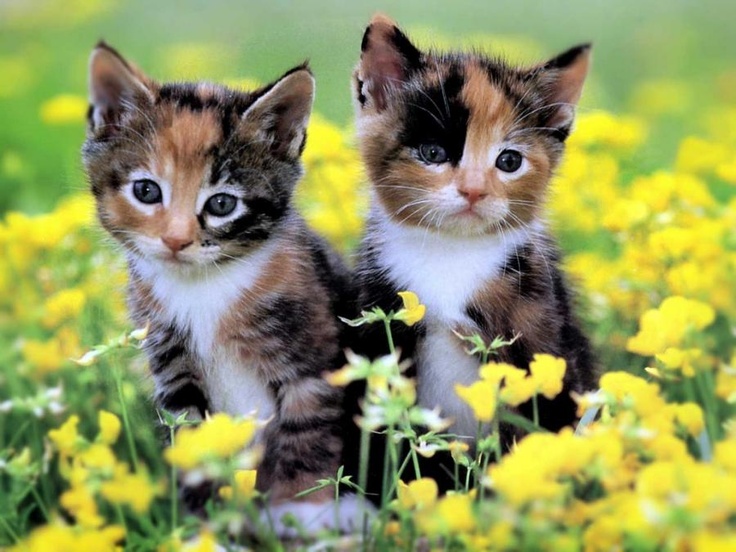 cute fluffy calico cats