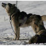 Sled Dogs 2