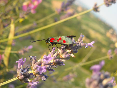 Lavanda