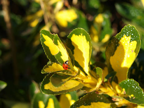 cucu ladybug