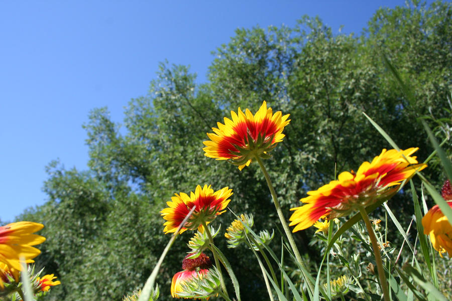 Fielding Flowers