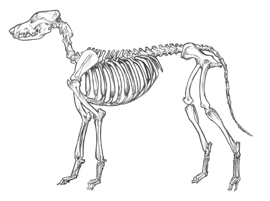Виды скелетов животных. Скелет собаки. Скелет собаки кобеля. Скелет млекопитающих собака. Анатомический скелет собаки.