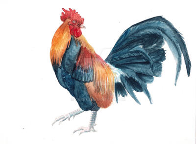 Rooster