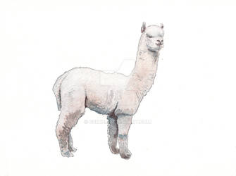 Llama