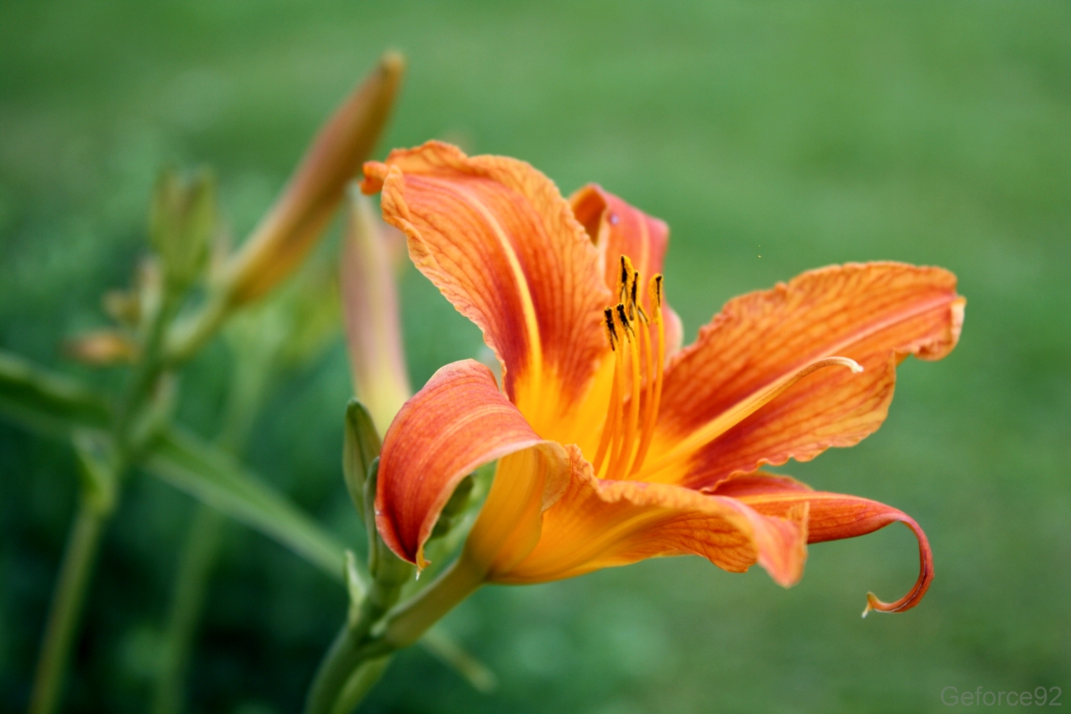 Tiger Lilies