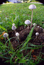 mushroom island