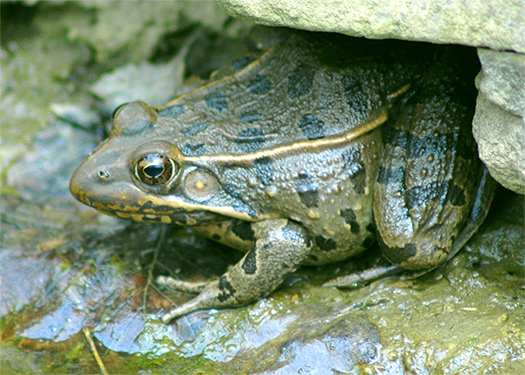 camo frog