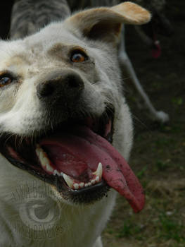 A Happy Dirty Dog
