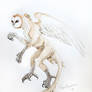 Owl-monkey