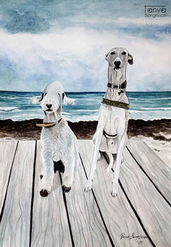 Bedlington Terrier and Whippet Portrait
