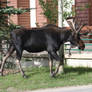 moose002