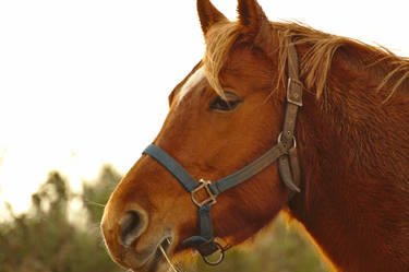 Caballo posando