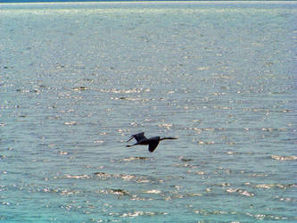 Lake Texoma Wildlife