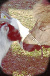 Goat and Pony Kissing