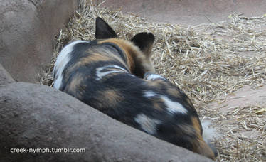 Sleeping African Wild Dog