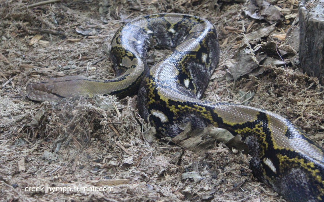 Reticulated Python by creeknymph on DeviantArt