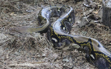 Reticulated Python #13 Reptiles - WE by ajolley785727 on DeviantArt