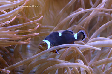 Clownfish