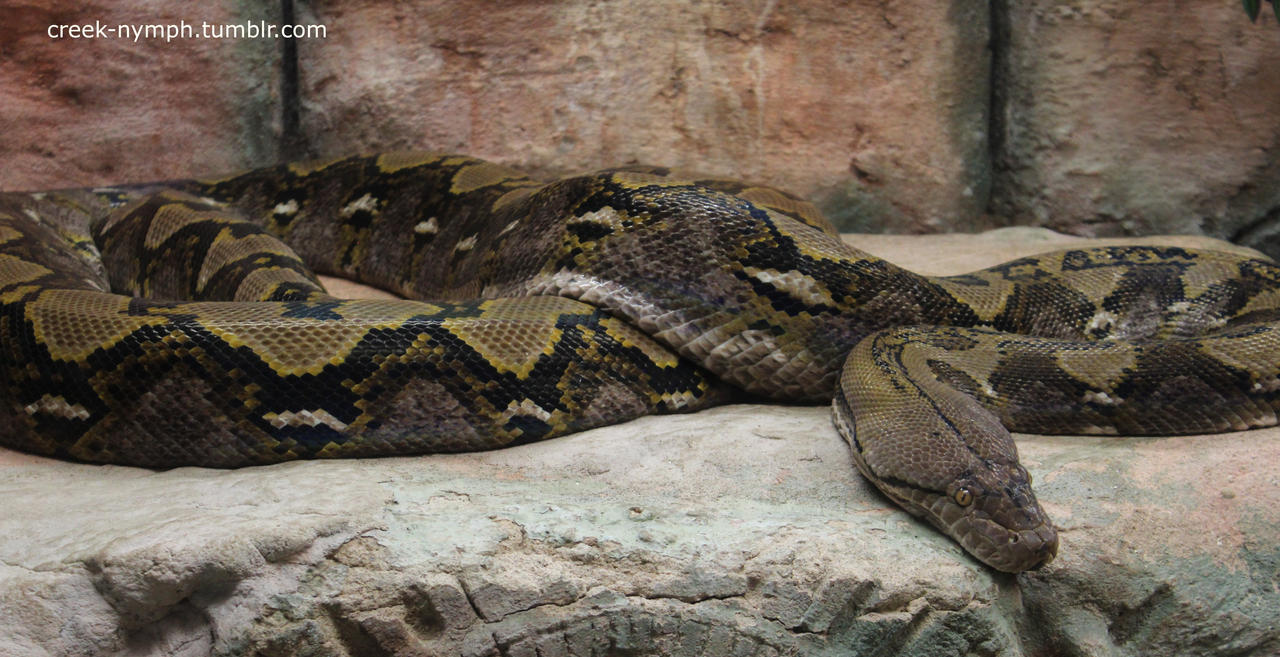 Reticulated Python by creeknymph on DeviantArt