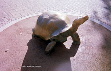 35mm Tortoise statue