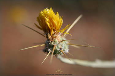 Little Yellow Desert Flower