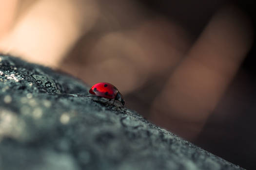 Ladybug II