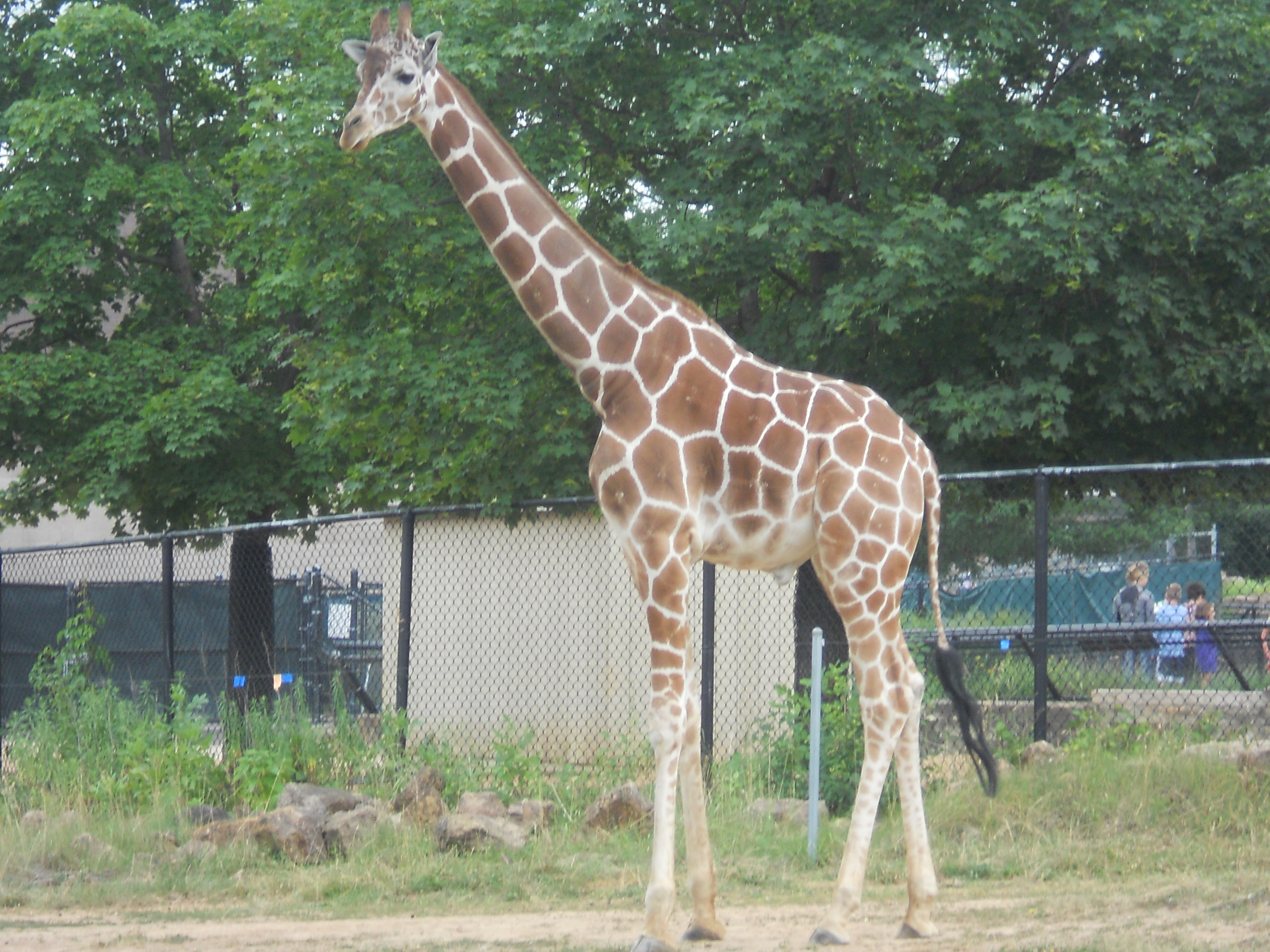 My first picture, of a Giraffe.