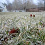 Grass in Ice