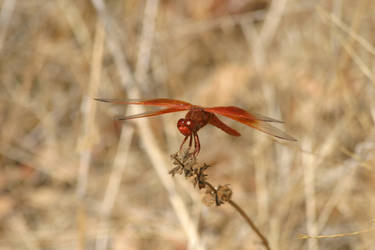 Flame Skimmer