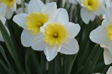 *daffodils*