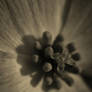 Dogwood cluster in sepia