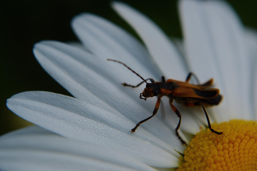 Snug as a bug on a daisy