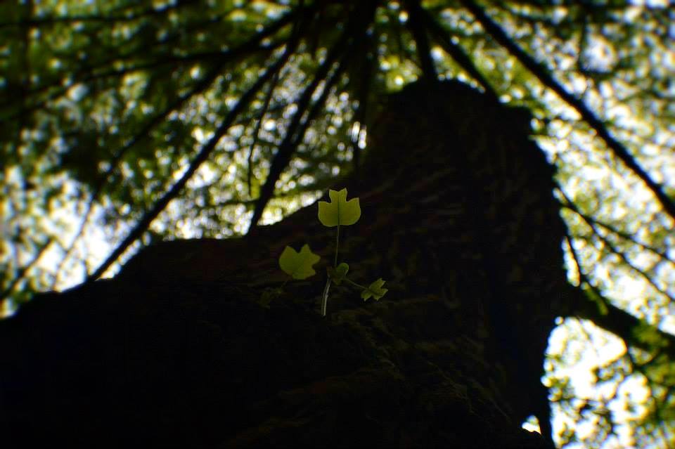 Poplar leaflings