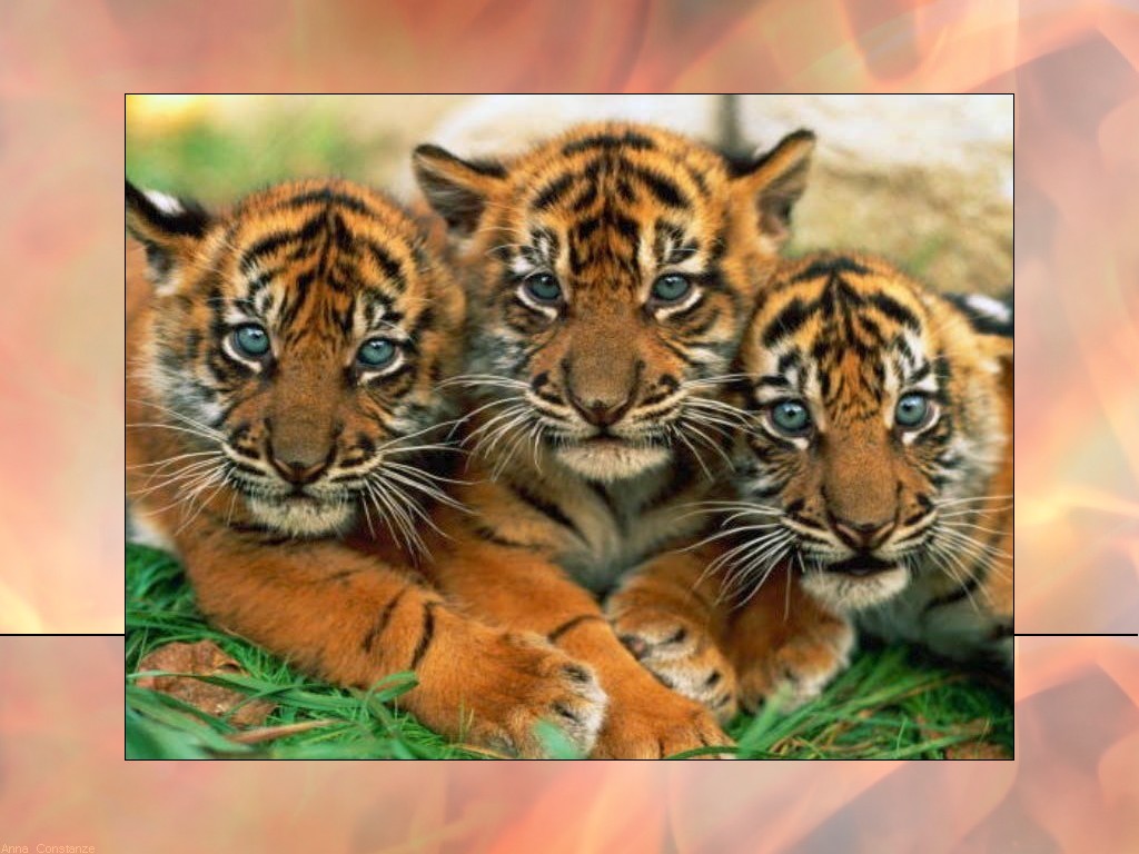 Tiger Babys