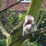 Nuts about Squirrels 3