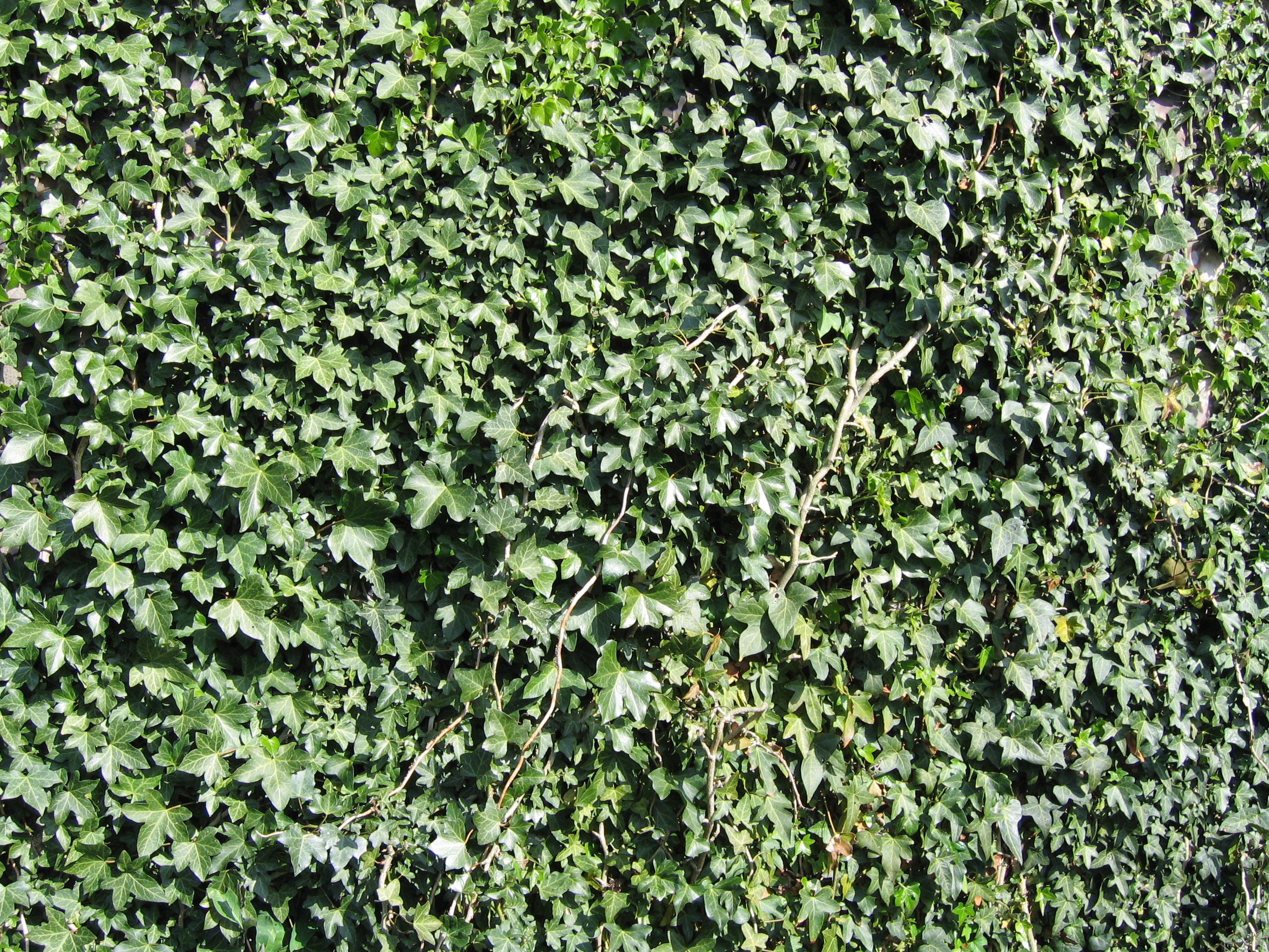 Ivy Wall