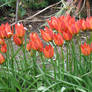 Little Tulips 1