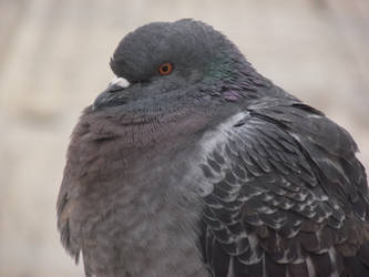 pigeon