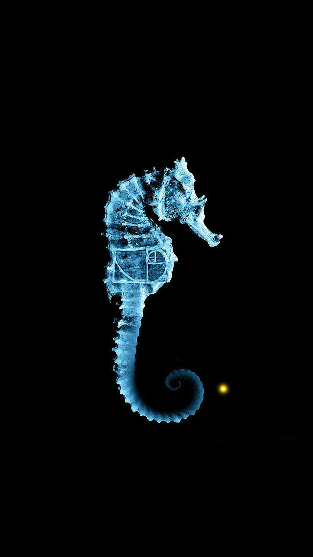 Seahorse