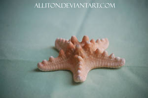 Starfish Stock 1 by Alliton