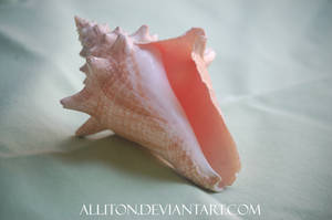 Conch Shell Stock 1 by Alliton Conch Shell Stock 1 by Alliton