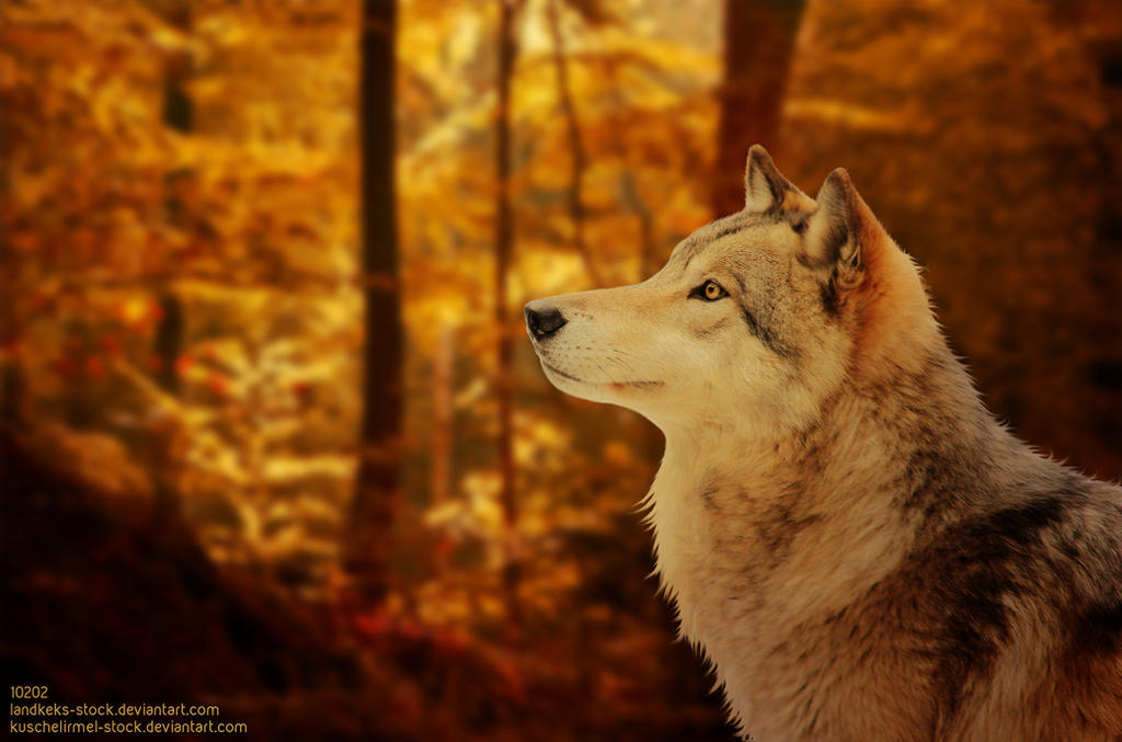 Autuum Wolf Autumn Wolf by Alliton on DeviantArt