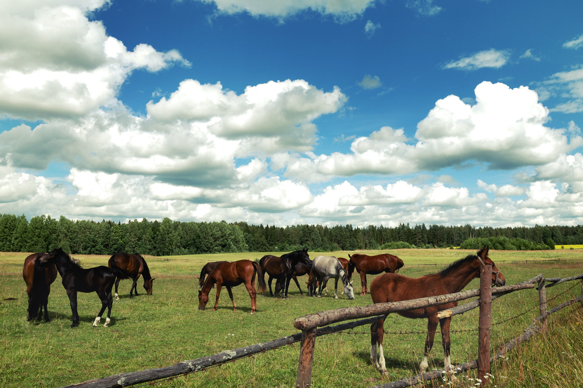 Countryside with horses