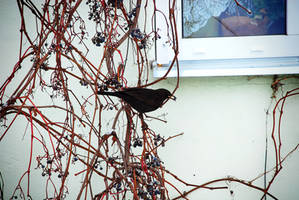 Bird Steals The Berries