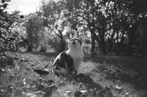 Cat in Garden