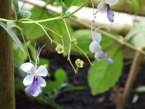 Tropical Flowers