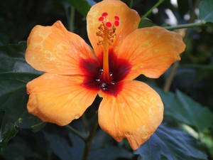 The Thirsty Hibiscus