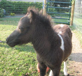 Head photo of Jazz